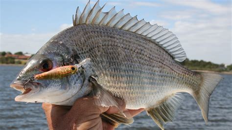 bream fish|Bream .